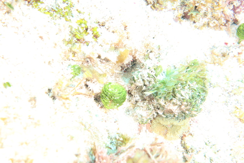 Rhipocephalus phoenix observed 2026-06-10
