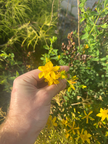 Common St. John's Wort