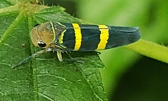 Amblyscarta inca