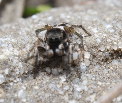 Habronattus coecatus
