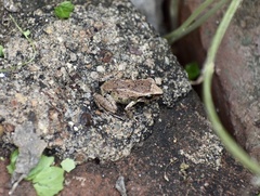 Eleutherodactylus