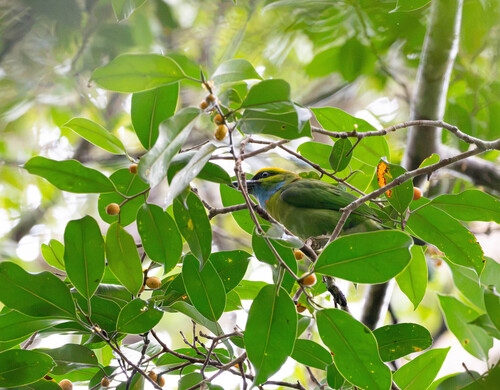 Psilopogon henricii observed 2026-02-19