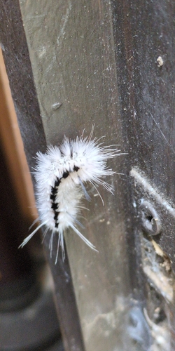 Hickory Tussock Moth