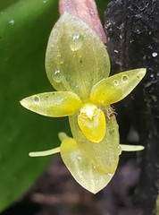 Pleurothallis prolaticollaris