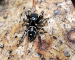 Habronattus coecatus