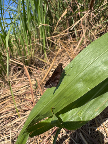 Clouded Skipper