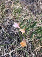Lathyrus eucosmus