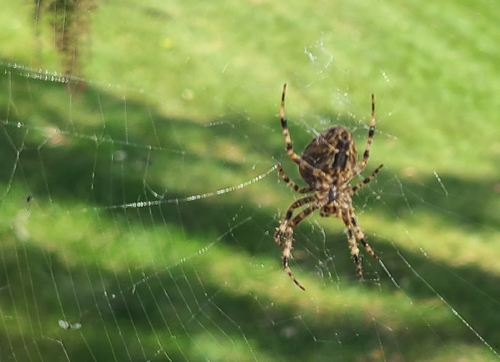 Cross Orbweaver