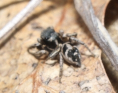 Habronattus coecatus
