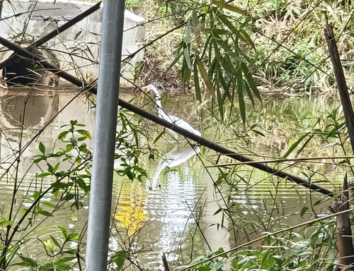 Great Egret