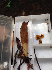 Morchella importuna