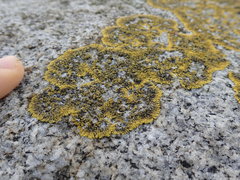 Polycauliona verruculifera