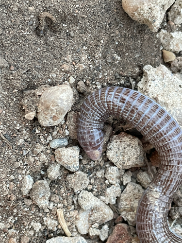 Southwest Iberian Worm Lizard