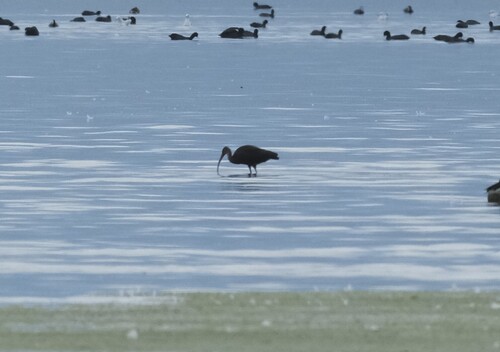 Glossy Ibis