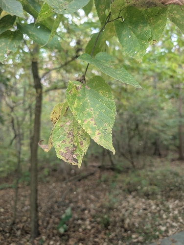 common hackberry