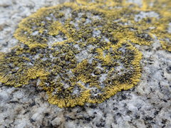 Polycauliona verruculifera