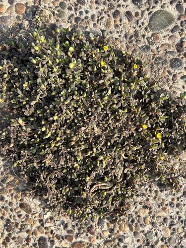 Common Purslane