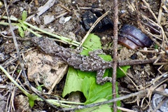 Hemidactylus mabouia