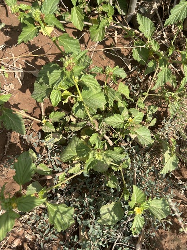 three-lobe false mallow