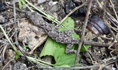 Hemidactylus mabouia