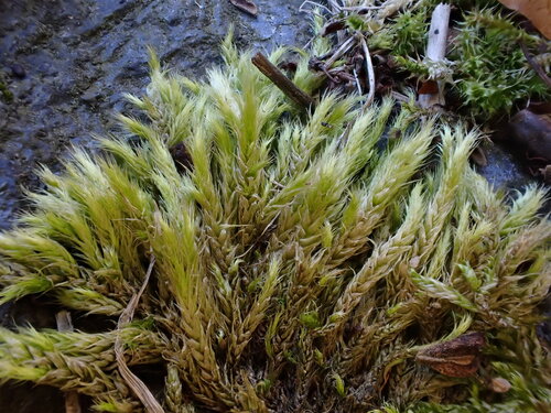 Brachythecium glareosum observed 2026-10-06