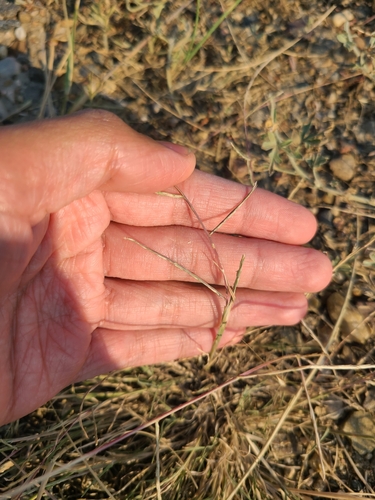 Muhlenbergia paniculata observed 2026-07-30