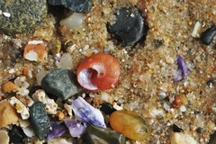 Cantharidella picturata