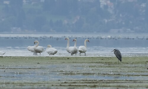 Mute Swan