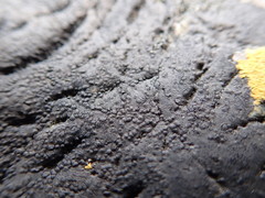 Hydropunctaria maura