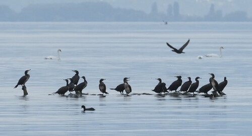 Great Cormorant