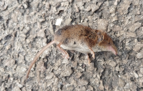 Masked Shrew observed by smilesj4