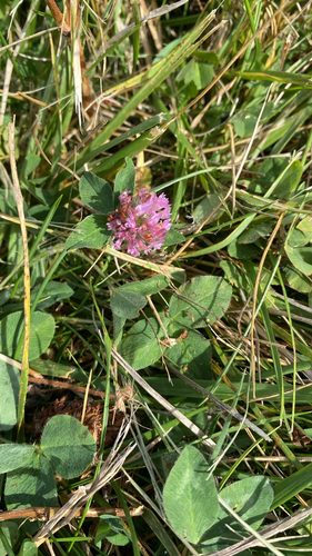 Red Clover