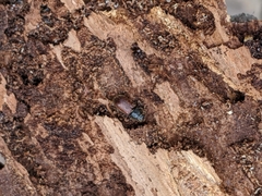 Dendroctonus rufipennis