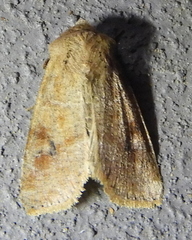Orthosia rubescens
