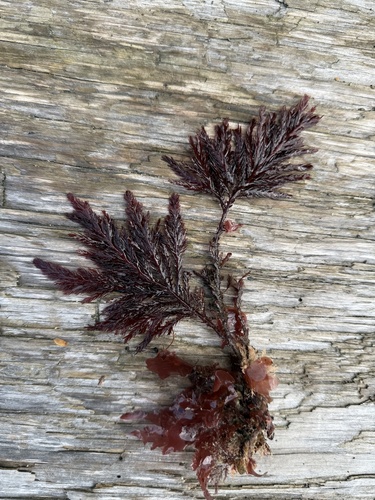 Odonthalia washingtoniensis observed 2026-10-10