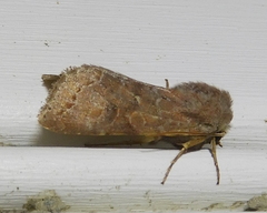 Orthosia