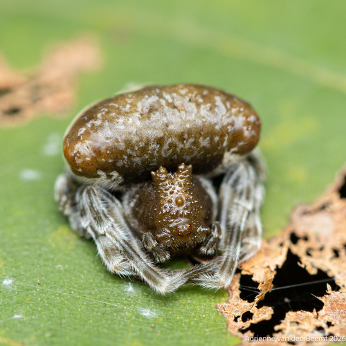 Toadlike Bolas Spider photo 3