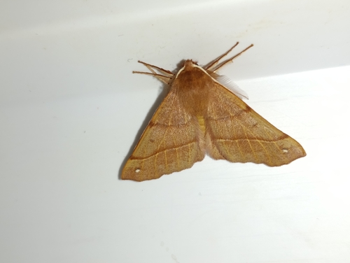 Feathered Thorn