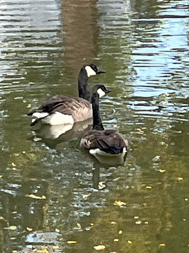 Canada Goose