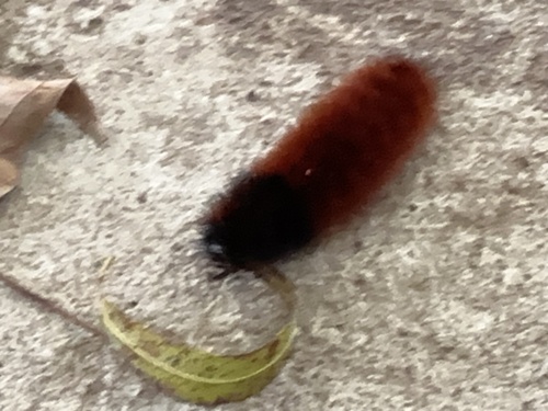 Isabella Tiger Moth