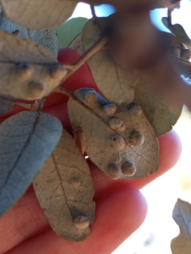 Dryomyia lichtensteinii