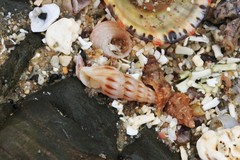 Austrodrillia angasi