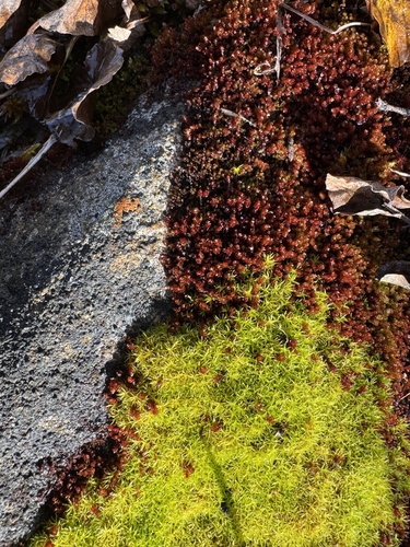 Imbribryum miniatum observed 2026-10-08