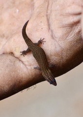 Sphaerodactylus notatus