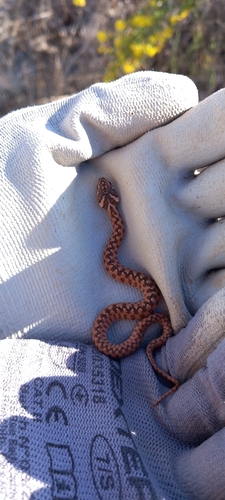 Viperine Snake