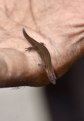 Sphaerodactylus notatus