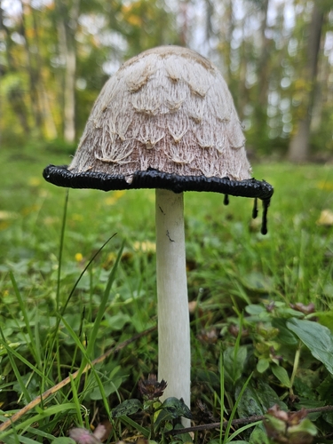 Shaggy Mane