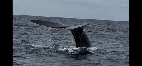 Ballena franca austral registrada en Puerto Piramides