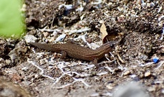 Sphaerodactylus notatus