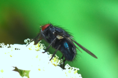 Protocalliphora azurea